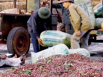 Cà phê xuất khẩu thăng trầm theo giá 